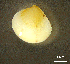 ( - BGE_00648_C01)  @11 [ ] CreativeCommons Attribution Non-Commercial (2024) Stefania Klayn Bulgarian Academy of Sciences, Institute of Biodiversity and Ecosystem Research