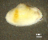  ( - BGE_00648_C11)  @11 [ ] CreativeCommons Attribution Non-Commercial (2024) Stefania Klayn Bulgarian Academy of Sciences, Institute of Biodiversity and Ecosystem Research