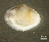  ( - BGE_00648_D01)  @11 [ ] CreativeCommons Attribution Non-Commercial (2024) Stefania Klayn Bulgarian Academy of Sciences, Institute of Biodiversity and Ecosystem Research