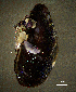  ( - BGE_00648_G08)  @11 [ ] CreativeCommons Attribution Non-Commercial (2024) Stefania Klayn Bulgarian Academy of Sciences, Institute of Biodiversity and Ecosystem Research