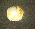  ( - BGE_00648_G10)  @11 [ ] CreativeCommons Attribution Non-Commercial (2024) Stefania Klayn Bulgarian Academy of Sciences, Institute of Biodiversity and Ecosystem Research