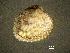  ( - BGE_00648_G11)  @11 [ ] CreativeCommons Attribution Non-Commercial (2024) Stefania Klayn Bulgarian Academy of Sciences, Institute of Biodiversity and Ecosystem Research