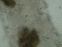  ( - BGE_00650_H05)  @11 [ ] CreativeCommons Attribution Non-Commercial (2024) Stefania Klayn Bulgarian Academy of Sciences, Institute of Biodiversity and Ecosystem Research