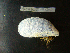  ( - MACNINVCTMB0080)  @13 [ ] CreativeCommons - Attribution Non-Commercial (2010) Guido Pastorino Museo Argentino de Ciencias Naturales, CABA Argentina