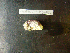  ( - MACNINVCTMB0083)  @12 [ ] CreativeCommons - Attribution Non-Commercial (2010) Guido Pastorino Museo Argentino de Ciencias Naturales, CABA Argentina