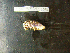  ( - MACNINVCTMB0085)  @12 [ ] CreativeCommons - Attribution Non-Commercial (2010) Guido Pastorino Museo Argentino de Ciencias Naturales, CABA Argentina