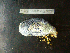  ( - MACNINVCTMB0088)  @13 [ ] CreativeCommons - Attribution Non-Commercial (2010) Guido Pastorino Museo Argentino de Ciencias Naturales, CABA Argentina
