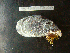  ( - MACNINVCTMB0089)  @13 [ ] CreativeCommons - Attribution Non-Commercial (2010) Guido Pastorino Museo Argentino de Ciencias Naturales, CABA Argentina