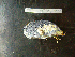  ( - MACNINVCTMB0090)  @13 [ ] CreativeCommons - Attribution Non-Commercial (2010) Guido Pastorino Museo Argentino de Ciencias Naturales, CABA Argentina