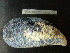  ( - MACNINVCTMB0091)  @14 [ ] CreativeCommons - Attribution Non-Commercial (2010) Guido Pastorino Museo Argentino de Ciencias Naturales, CABA Argentina