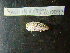  ( - MACNINVCTMB0093)  @12 [ ] CreativeCommons - Attribution Non-Commercial (2010) Guido Pastorino Museo Argentino de Ciencias Naturales, CABA Argentina