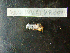  ( - MACNINVCTMB0094)  @12 [ ] CreativeCommons - Attribution Non-Commercial (2010) Guido Pastorino Museo Argentino de Ciencias Naturales, CABA Argentina