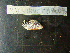  ( - MACNINVCTMB0096)  @12 [ ] CreativeCommons - Attribution Non-Commercial (2010) Guido Pastorino Museo Argentino de Ciencias Naturales, CABA Argentina