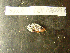  ( - MACNINVCTMB0097)  @12 [ ] CreativeCommons - Attribution Non-Commercial (2010) Guido Pastorino Museo Argentino de Ciencias Naturales, CABA Argentina