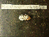  ( - MACNINVCTMB0098)  @11 [ ] CreativeCommons - Attribution Non-Commercial (2010) Guido Pastorino Museo Argentino de Ciencias Naturales, CABA Argentina