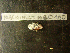  ( - MACNINVCTMB0100)  @12 [ ] CreativeCommons - Attribution Non-Commercial (2010) Guido Pastorino Museo Argentino de Ciencias Naturales, CABA Argentina