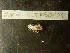  ( - MACNINVCTMB0101)  @12 [ ] CreativeCommons - Attribution Non-Commercial (2010) Guido Pastorino Museo Argentino de Ciencias Naturales, CABA Argentina