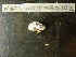  ( - MACNINVCTMB0102)  @11 [ ] CreativeCommons - Attribution Non-Commercial (2010) Guido Pastorino Museo Argentino de Ciencias Naturales, CABA Argentina