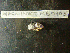  ( - MACNINVCTMB0105)  @11 [ ] CreativeCommons - Attribution Non-Commercial (2010) Guido Pastorino Museo Argentino de Ciencias Naturales, CABA Argentina