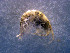  (Jassa marmorata - UNMdP-ZINV-002)  @13 [ ] CreativeCommons - Attribution Non-Commercial Share-Alike (2012) Unspecified Laboratorio de Zoología de Invertebrados