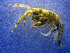  ( - UNMdP-ZINV-003)  @13 [ ] CreativeCommons - Attribution Non-Commercial Share-Alike (2012) Unspecified Laboratorio de Zoología de Invertebrados