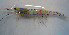 ( - UNMdP-ZINV-014)  @12 [ ] CreativeCommons - Attribution Non-Commercial Share-Alike (2012) Unspecified Laboratorio de Zoología de Invertebrados