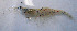  ( - UNMdP-ZINV-015)  @11 [ ] CreativeCommons - Attribution Non-Commercial Share-Alike (2012) Unspecified Laboratorio de Zoología de Invertebrados