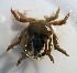  (Pelia - UNMdP-ZINV-054)  @13 [ ] CreativeCommons - Attribution Non-Commercial Share-Alike (2012) Unspecified Laboratorio de Zoología de Invertebrados