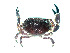  ( - UNMdP-ZINV-056)  @11 [ ] CreativeCommons - Attribution Non-Commercial Share-Alike (2012) Unspecified Laboratorio de Zoología de Invertebrados
