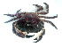  ( - UNMdP-ZINV-056)  @11 [ ] CreativeCommons - Attribution Non-Commercial Share-Alike (2012) Unspecified Laboratorio de Zoología de Invertebrados