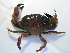  ( - UNMdP-ZINV-057)  @14 [ ] CreativeCommons - Attribution Non-Commercial Share-Alike (2012) Unspecified Laboratorio de Zoología de Invertebrados