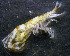  ( - UNMdP-ZINV-068)  @13 [ ] CreativeCommons - Attribution Non-Commercial Share-Alike (2012) Unspecified Laboratorio de Zoología de Invertebrados