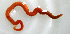  ( - UNMdP-ZINV-115)  @11 [ ] CreativeCommons - Attribution Non-Commercial Share-Alike (2014) Unspecified Laboratorio de Zoología de Invertebrados