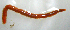 ( - UNMdP-ZINV-117)  @11 [ ] CreativeCommons - Attribution Non-Commercial Share-Alike (2014) Unspecified Laboratorio de Zoología de Invertebrados