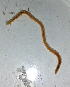  ( - UNMdP-ZINV-125)  @11 [ ] CreativeCommons - Attribution Non-Commercial Share-Alike (2014) Unspecified Laboratorio de Zoología de Invertebrados