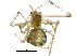  (Argyrodes - BIOUG25731-B11)  @14 [ ] CreativeCommons - Attribution (2015) CBG Photography Group Centre for Biodiversity Genomics