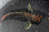  ( - RUNA_3154)  @11 [ ] Copyright (c) (2021) Bruggeman & Guillaume UMR ENTROPIE