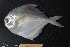  ( - PA-20120418)  @11 [ ] Copyright (2021) Jiehong Wei Chinese Academy of Sciences, Institute of Oceanology