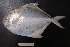  ( - PA-IOCAS120435)  @11 [ ] Copyright (2021) Jiehong Wei Chinese Academy of Sciences, Institute of Oceanology