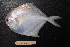  ( - PA-20120443)  @11 [ ] Copyright (2021) Jiehong Wei Chinese Academy of Sciences, Institute of Oceanology