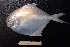  ( - PA-20120447)  @11 [ ] Copyright (2021) Jiehong Wei Chinese Academy of Sciences, Institute of Oceanology