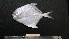  ( - PM-20120503)  @11 [ ] Copyright (2021) Jiehong Wei Chinese Academy of Sciences, Institute of Oceanology