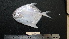  ( - PM-20120504)  @11 [ ] Copyright (2021) Jiehong Wei Chinese Academy of Sciences, Institute of Oceanology
