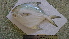  (Pampus liuorum - PL-IOCAS120542)  @11 [ ] Copyright (2021) Jiehong Wei Chinese Academy of Sciences, Institute of Oceanology