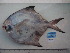  ( - PA-EZ2012003)  @11 [ ] Copyright (2021) Jiehong Wei Chinese Academy of Sciences, Institute of Oceanology