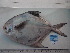  ( - PA-EZ2012004)  @11 [ ] Copyright (2021) Jiehong Wei Chinese Academy of Sciences, Institute of Oceanology