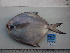  ( - PA-EZ2012005)  @11 [ ] Copyright (2021) Jiehong Wei Chinese Academy of Sciences, Institute of Oceanology