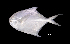  ( - PA-IOCAS120423)  @11 [ ] Copyright (2021) Jiehong Wei Chinese Academy of Sciences, Institute of Oceanology