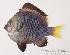  (Dascyllus flavicaudus - MBIO0045)  @14 [ ] No Rights Reserved  Unspecified Unspecified