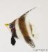  ( - MBIO0527)  @13 [ ] No Rights Reserved  Unspecified Unspecified
